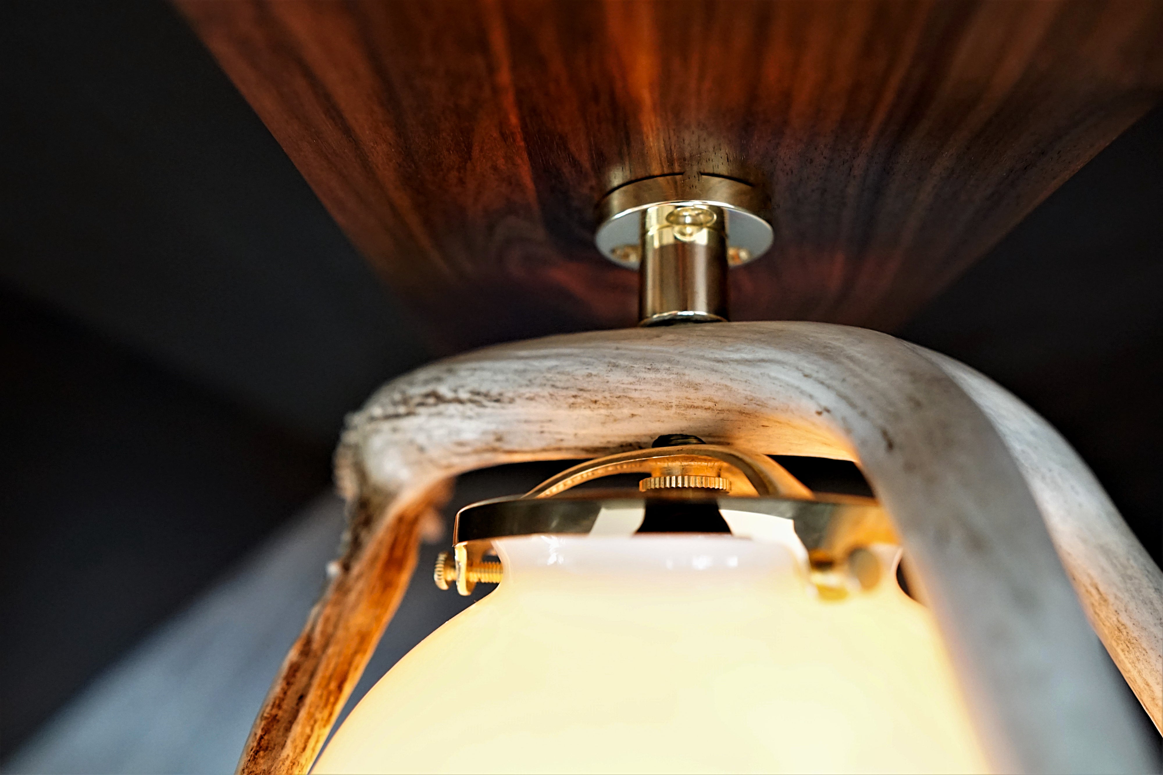 "The Moonlight" Deer Antler Black Walnut Wall Sconce - phoenixlighting